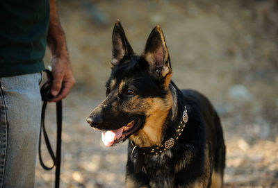 Midsection of man with german shepherd on field