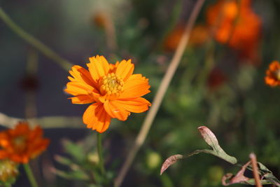 Close-up of orange flowering plant