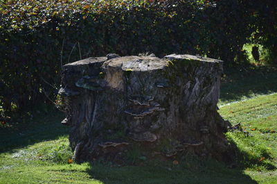 Trees growing on grassy field