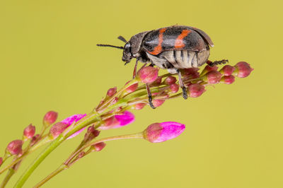 Close-up of insect pollinating on flower