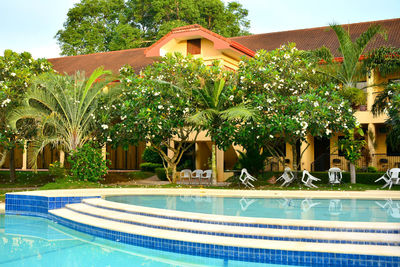 Plants by swimming pool against building