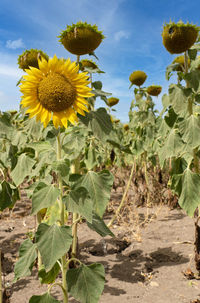 Close-up of sunflower on field