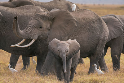 Elephant in a field