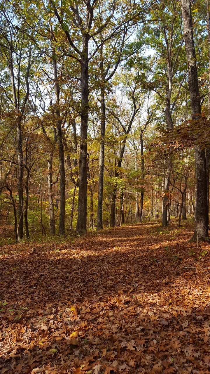 SCENIC VIEW OF FOREST