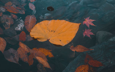 High angle view of maple leaves floating on water