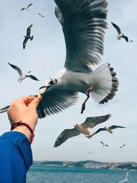Cropped hand feeding seagull by sea