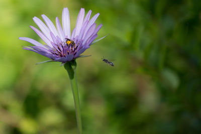 Close-up of purple flowering plant with insects