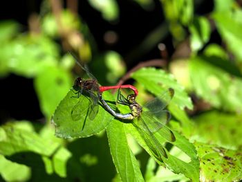 Close-up of insect on plant