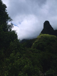 Low angle view of trees in forest against sky