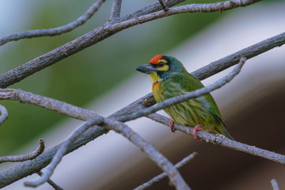 Close-up of bird perching on branch