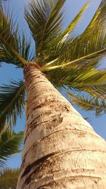 palm tree