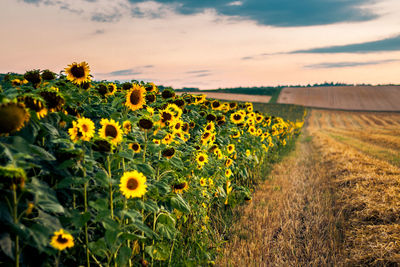 Close-up of yellow flowering plants on field against sky