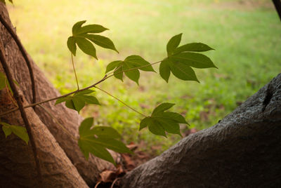 Close-up of plants growing on field