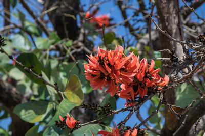 Close-up of red flowering plant