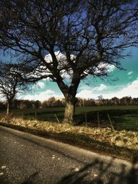 Tree on field against sky