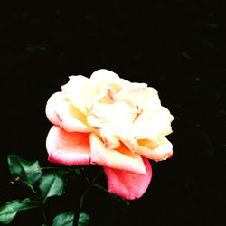 Close-up of flower blooming against black background