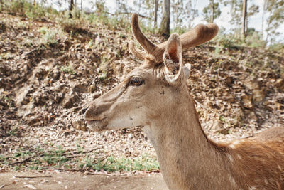 Deer standing in a field