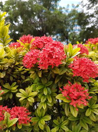 Close-up of pink flowers