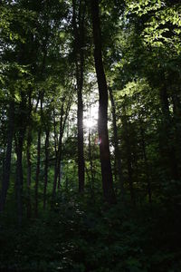 Trees in forest
