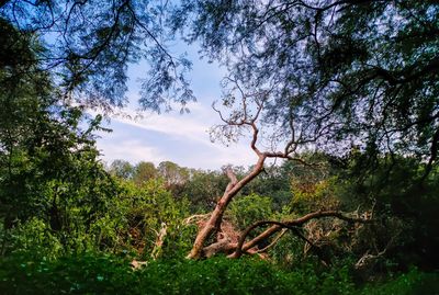 Trees in forest against sky