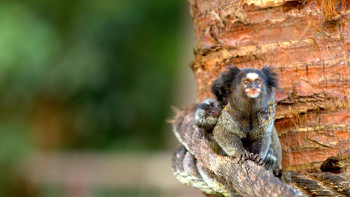 Close-up of monkey sitting on tree