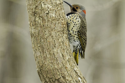 Close-up of northern flicker bird on tree trunk