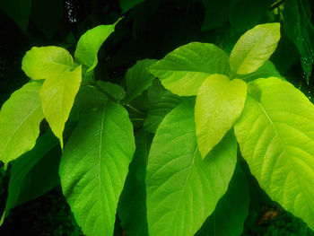 Close-up of green leaves