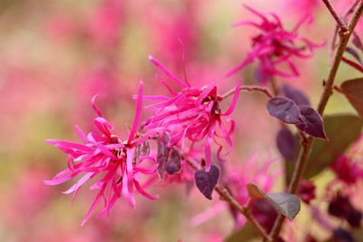 Close-up of pink flowering plant