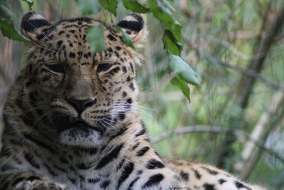 Close-up of a amur-leopard