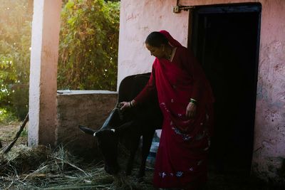 Woman feeding cow