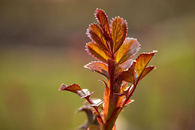 Close-up of wilted plant