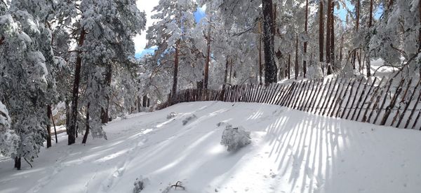 Snow covered trees in forest