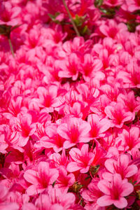 Full frame shot of pink flowers