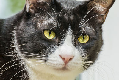 Close-up portrait of a cat