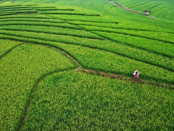 Aerial panorama of agrarian rice fields landscape 