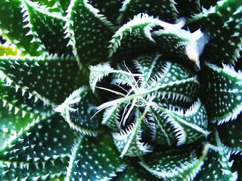 Full frame shot of succulent plant