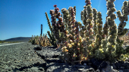 Close-up of cactus growing in desert against clear blue sky