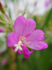 Close-up of pink flower