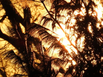 Close-up of palm tree against sunset