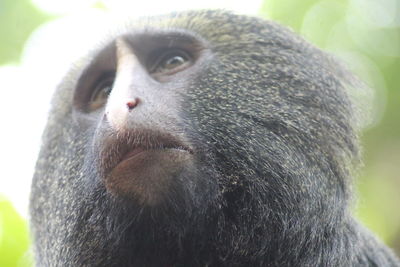 Close-up portrait of a monkey