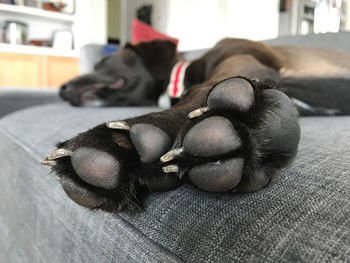 Close-up of dog sleeping at home