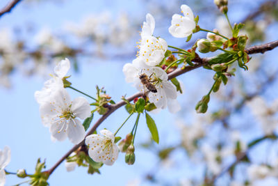 Close-up of white cherry blossoms in spring