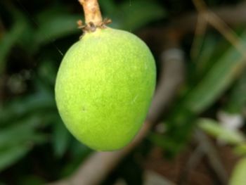 Close-up of apple on tree