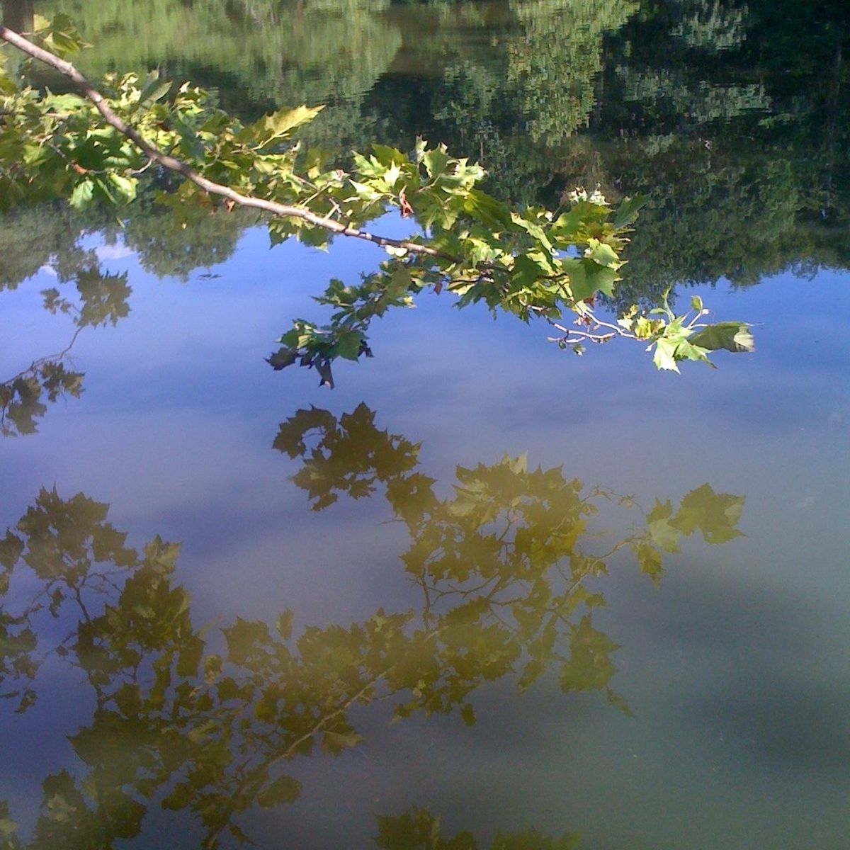 tree, water, lake, growth, beauty in nature, reflection, tranquility, nature, tranquil scene, sky, plant, scenics, leaf, branch, green color, flower, day, blue, standing water, outdoors