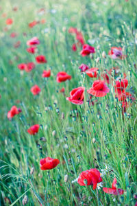 Close-up of red poppy flowers on field