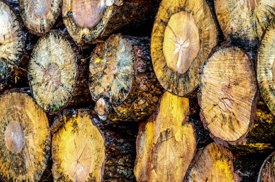 Close-up of wooden logs