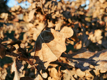Close-up of dry maple leaves on land