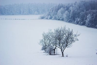 Tree on snow covered landscape