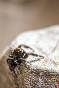 Close-up of fly