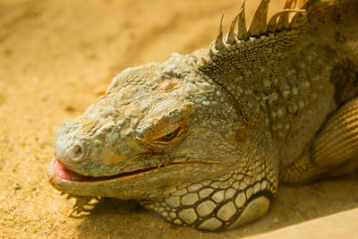 Close-up of a turtle